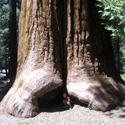 Giant Sequoia National Monument
