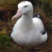 Tristan Albatross