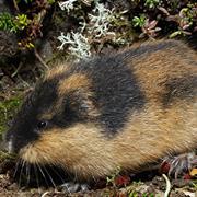 Norway Lemming