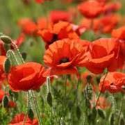 Poppies