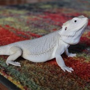 Bearded Dragon