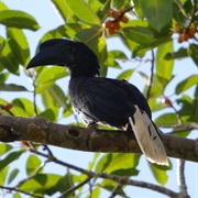 Sulu Hornbill