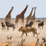 Etosha National Park, Namibia