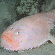 Coffinfish