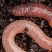 Worm