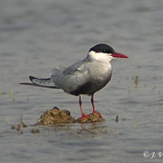 Whiskered Tern