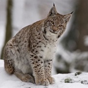 Lynx