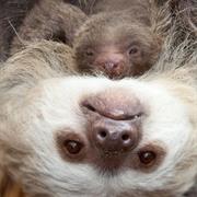 Hoffman's Two-Toed Sloth
