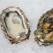 Kumamoto Oyster