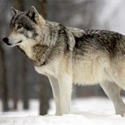 Northwestern Wolf