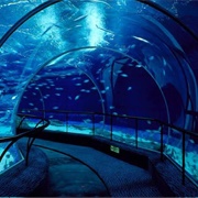Shanghai Ocean Aquarium