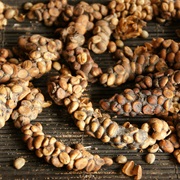 Kopi Luwak