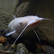 Catfish