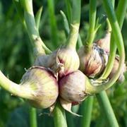 Egyptian Onions