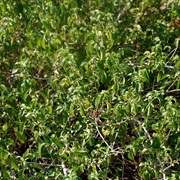 Acalypha Fruticosa
