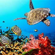 Dive or Snorkel Bonaire National Marine Park