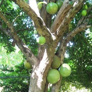 Calabash Tree