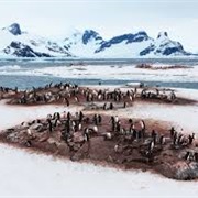 Petermann Island 65.10 S Antarctica