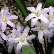 Chionodoxa