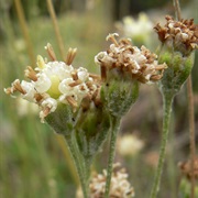 Fineleaf Hymenopappus (Hymenopappus Filifolius)