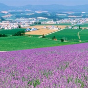 Furano, Hokkaido