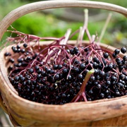 Elderberries
