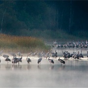 Muritz National Park, Germany