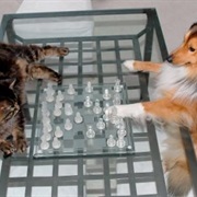 Open Shelter for Cats and Dogs