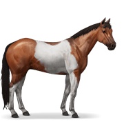 Paint Horse - Cherry Bay Tobiano