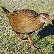 Weka