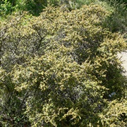 Spiny Redberry (Rhamnus Crocea)