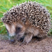 West European Hedgehog