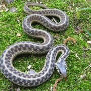 Garter Snake