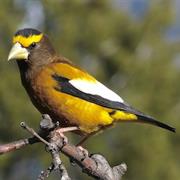 Evening Grosbeak