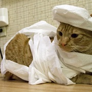 Mummifying Itself in Toilet Paper