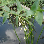 Broadleaf Arrowhead (Sagittaria Latifolia)