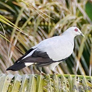 Silvery Pigeon