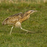 Australasian Bittern