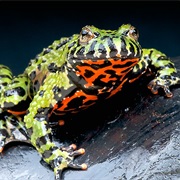 Fire-Bellied Toad
