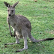 Eastern Grey Kangaroo