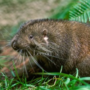Mountain Beaver