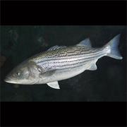 Striped Bass