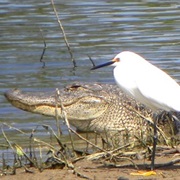 Lake Ophelia National Wildlife Refuge