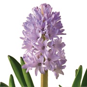 Hyacinth