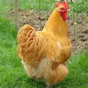 Orpington Chicken
