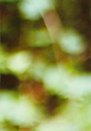 Waiting (Carol Lynch Williams)