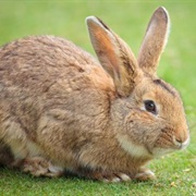 Rabbit