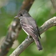 Eastern Wood Pewee