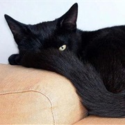 Yell "BINX!" at Every Black Cat You See