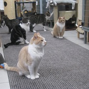 Cat Shelter Boat Amsterdam